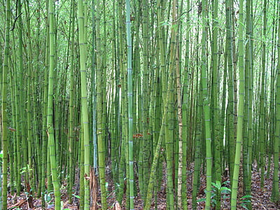 bambù, verde, chiudere, umido, lussureggiante