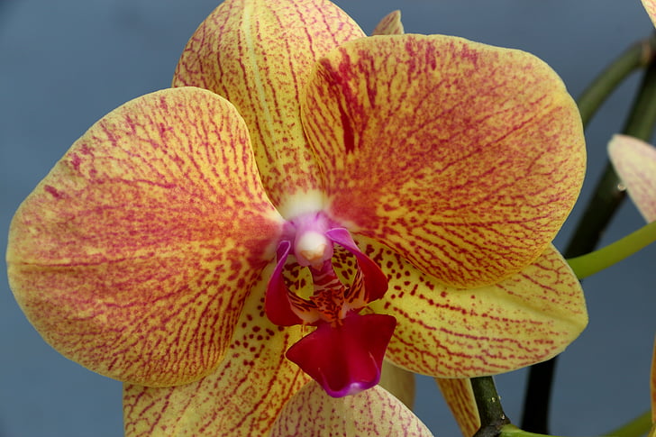 orquídia, flor d'orquídia, flor, flor, planta, tancar, flor d'orquídia