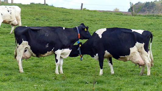 vaca, vaca de llet, bestiar, carn de boví, animals, l'agricultura, les pastures
