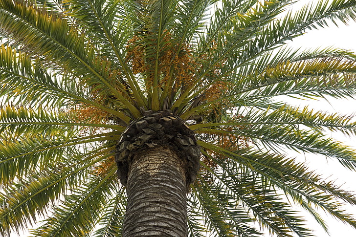 Palma, palmas, palmu lapām, koks, tropu, daba, Leaf