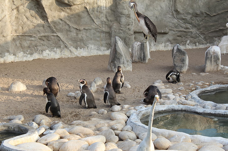 Пингвины, птица, Зоопарк, Арктика, животное