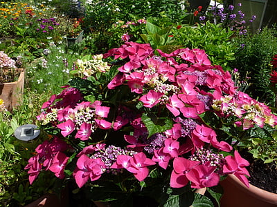 Hortensia, lilled, suvel, Aed, loodus