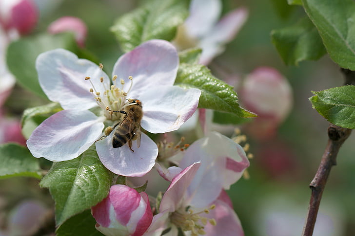 abeille, pomme, pollinisation, fleur de pomme, printemps, macro, insecte