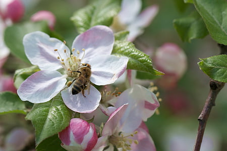 蜂, アップル, 受粉, リンゴの花, 春, マクロ, 昆虫