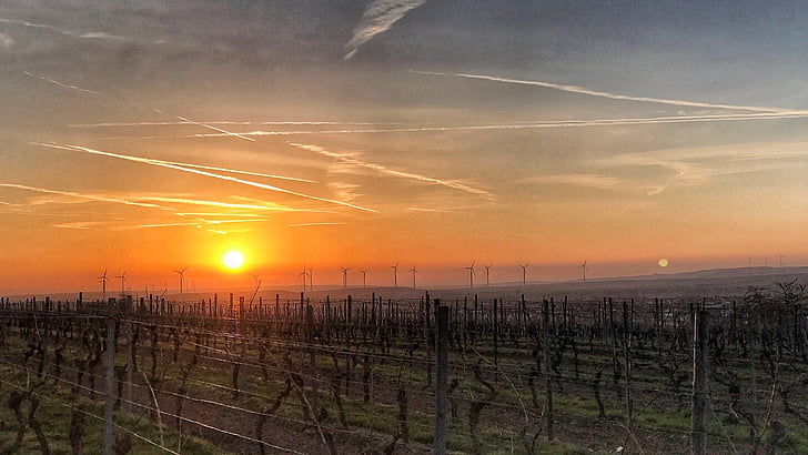 východ slunce, Rheinhessen, vinice, obloha, slunce, Sachsen, Německo