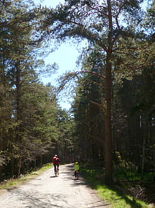 skogen, cykel, cykel, cykel, aktiva, mannen, Cykling