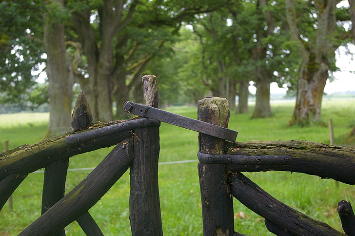 gates, avenue, oak trees