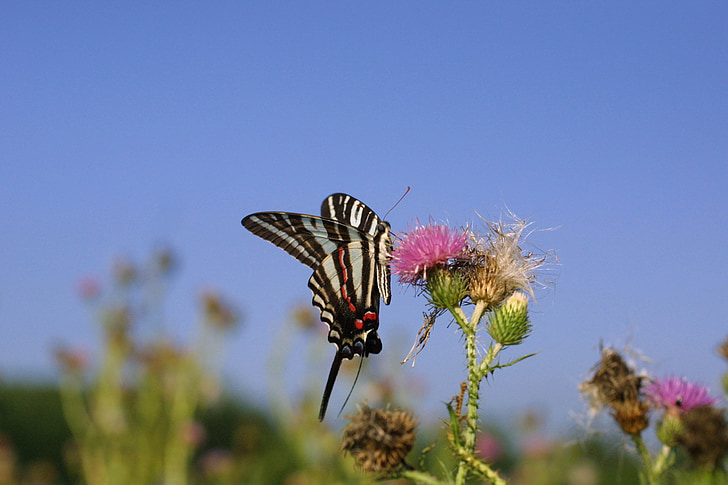 zebra swallowtail butterfly, flower, blossom, bloom, insect, wings, macro