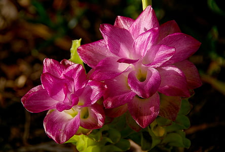 Cape Yorkin lily, kukat, kukkii, inkivääri, vaaleanpunainen, Puutarha, kevään