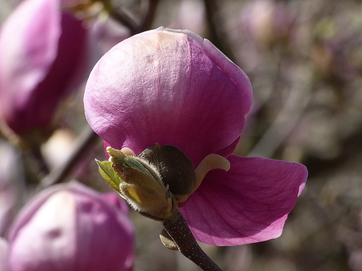 Magnolia, jar, kvety, fialová, detail, sviežosť, kvet
