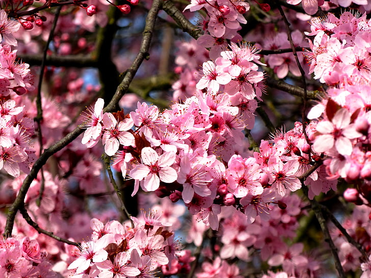 migdolo medis, mandelbaeumchen, gėlės, migdolų žydėjimas, pavasarį, pavasario pabudimo, rožinė