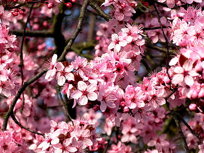 pohon almond, mandelbaeumchen, bunga, almond blossom, musim semi, musim semi kebangkitan, merah muda