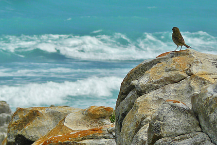 Costa, costa rocosa, mar, de surf, ola, hacia adelante, pájaro