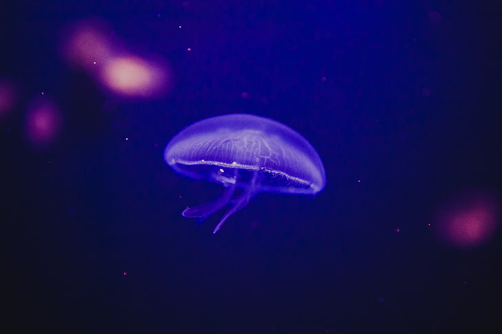 jellyfish, aquatic, animal, ocean, underwater, dark, water
