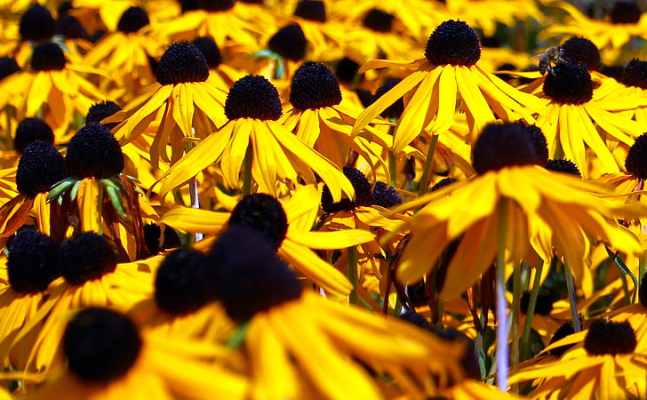 sun hat, flowers, flower, yellow, bloom, close, garden