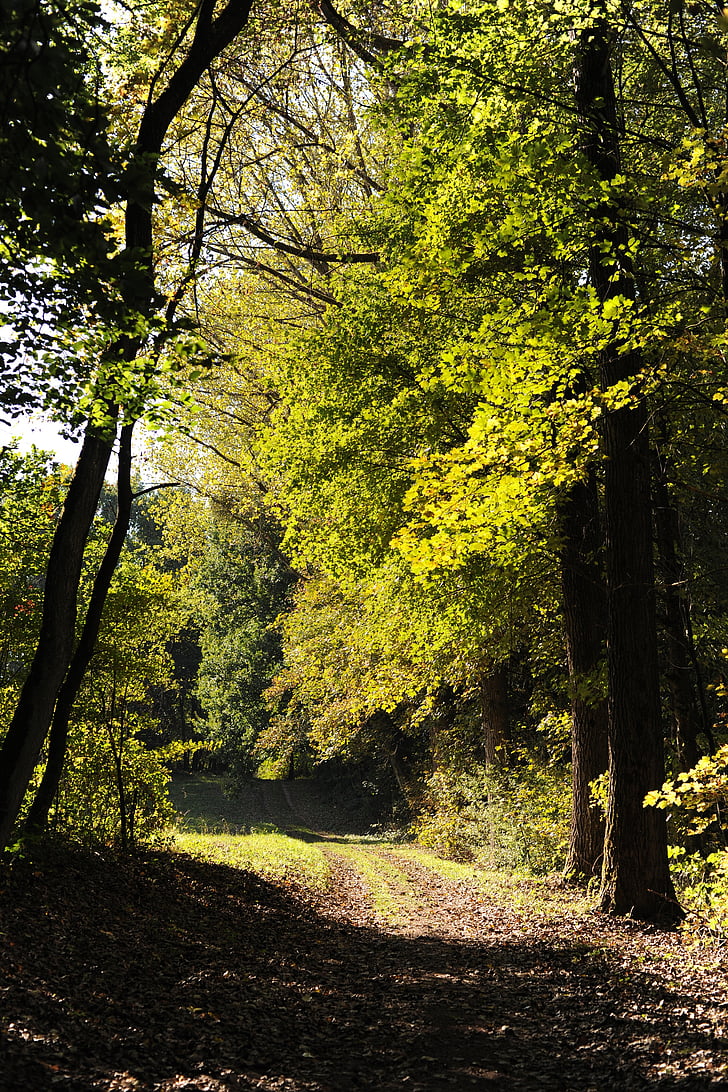 skogsstigen, vandring, skogen, naturen, träd, Trail, hösten