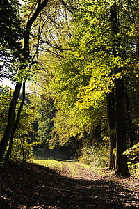 лісовій стежці, Піші прогулянки, ліс, Природа, дерева, стежка, Осінь