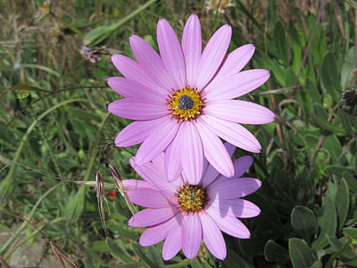 bunga, Daisy, ungu, alam, tanaman, bunga, musim panas