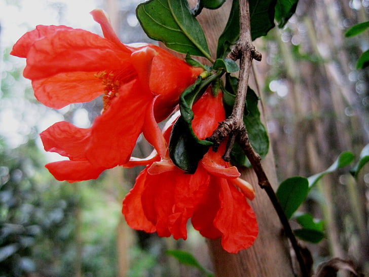 pomegranate, flowers, twin, orange, bright, garden, nature
