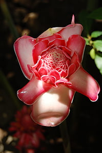 Orchid, Rosa, blomma, Stäng, Blossom, Bloom, makro