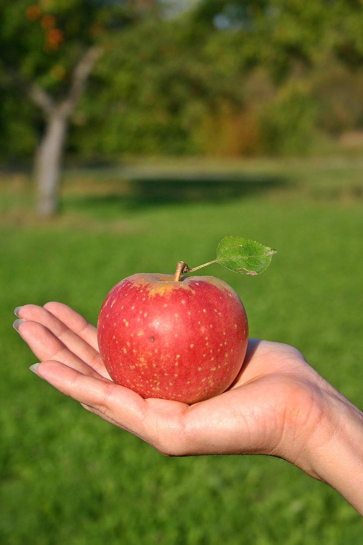 Apple, frugt, moden, vitaminer, rødt apple, lækker, rød
