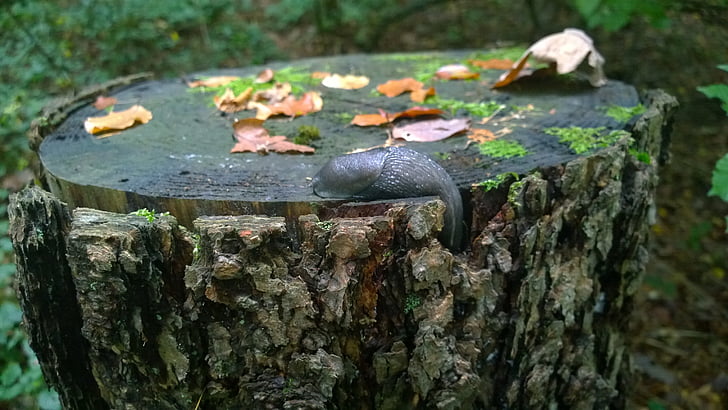 snail, nature, log