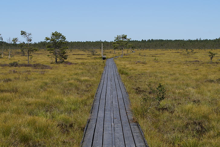 Moor, rašeliniště, krajina, Švédsko, Příroda, přírodní rezervace, mokřady