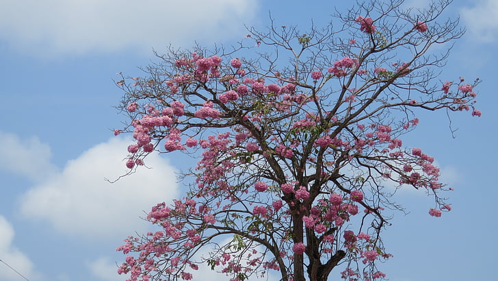 árbol, flores de color rosa, cielo azul, nube y árbol
