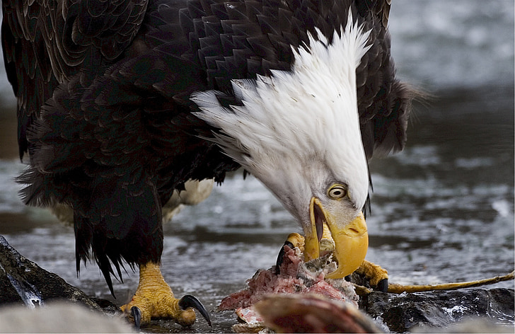 Bald eagle, Orzeł, łysy, amerykański, jedzenie, drapieżnik, Symbol
