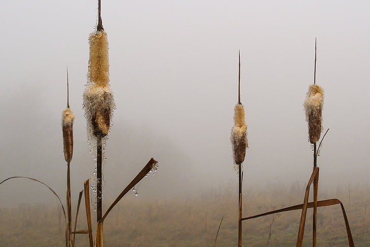 reeds, the fog, drops, rosa, typha, haze, autumn