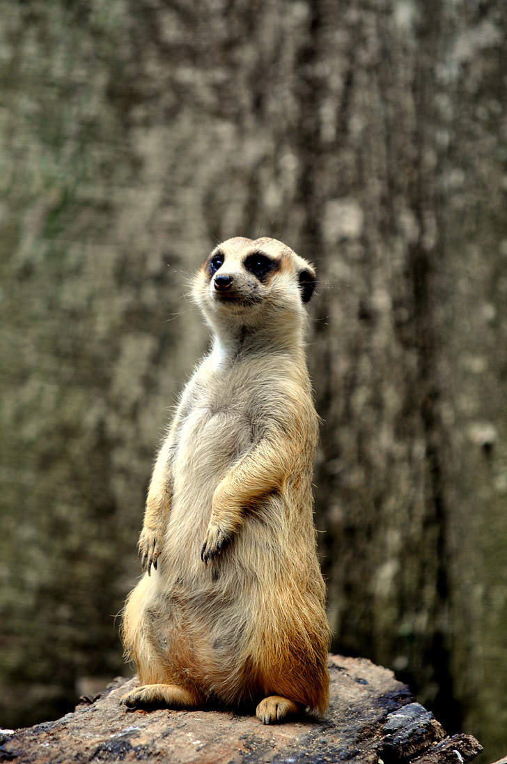 lemur, stand, guard, madagascar, wildlife, zoo, cute
