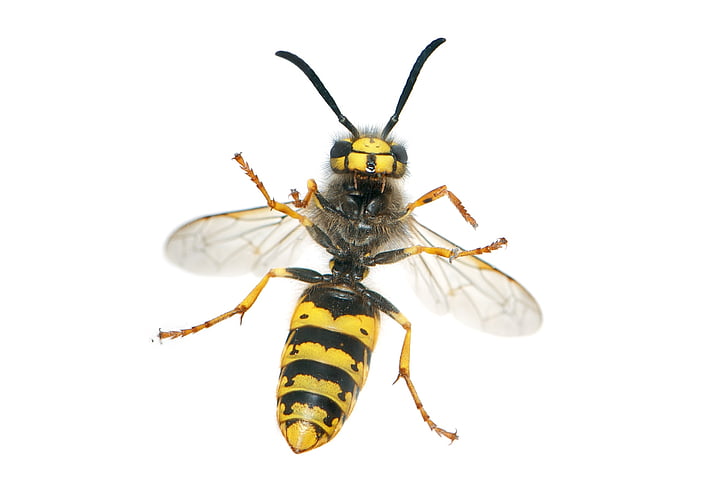 wasp, german wasp, vespula germanica, female, worker, yellowjacket, grey paper nest