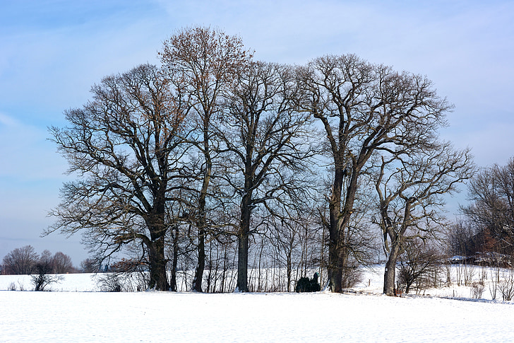 winter, snow, grove of trees, trees, silhouette, wintry, scenic
