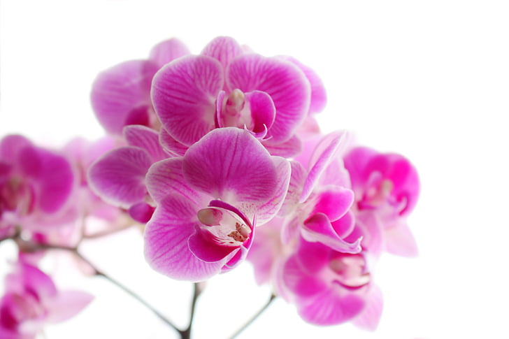 Orquídea, phaleonopsis, arte, planta, flores, violeta, rosa