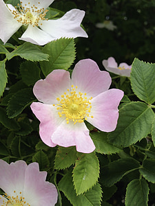 Rosa rugosa, potatis rose, vildros, Bush, vilda rosenbuske, ökade, vit