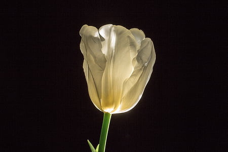 Tulip, flor, primavera, flor, floración, Semana Santa, amor