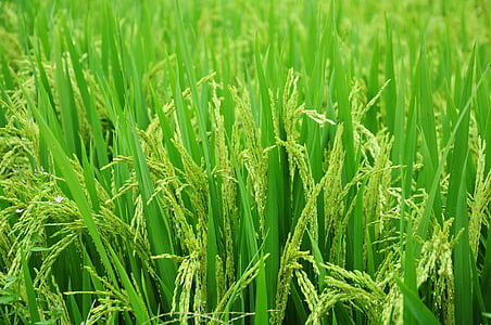 rice, field, paddy, food, green, farm, nature