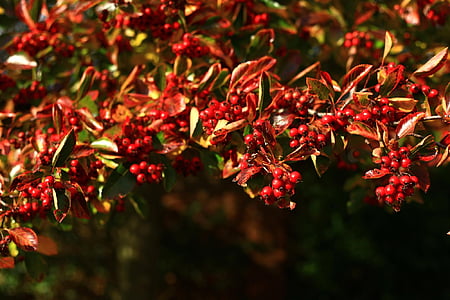 bogyók, piros, október, fióktelep, világos, szezon, ősz