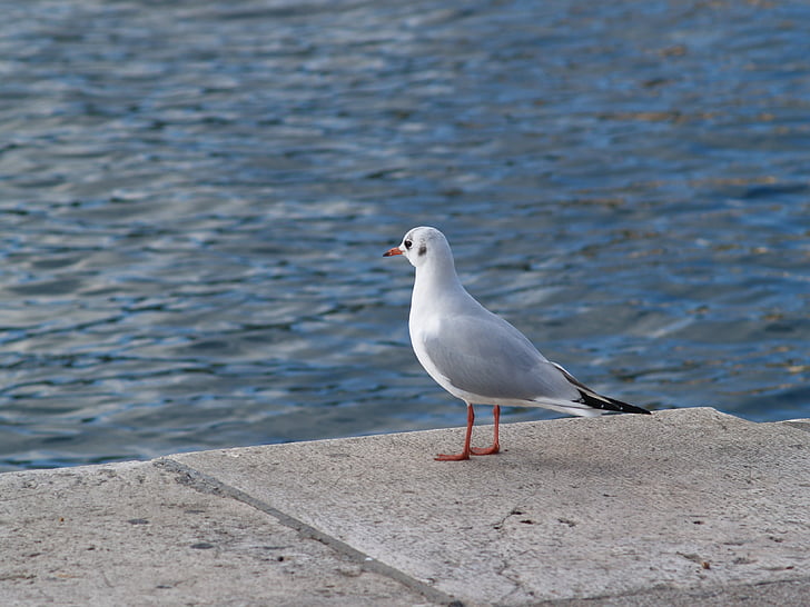 Sea gull, zvíře, pták, pobřeží moře, Já?, Příroda, volně žijící zvířata