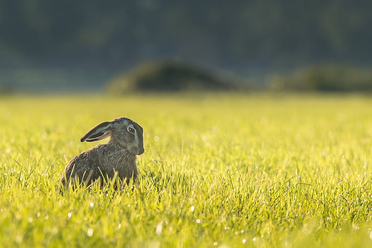 hare, bunny, rabbit, animal, outdoors, meadow, wildlife