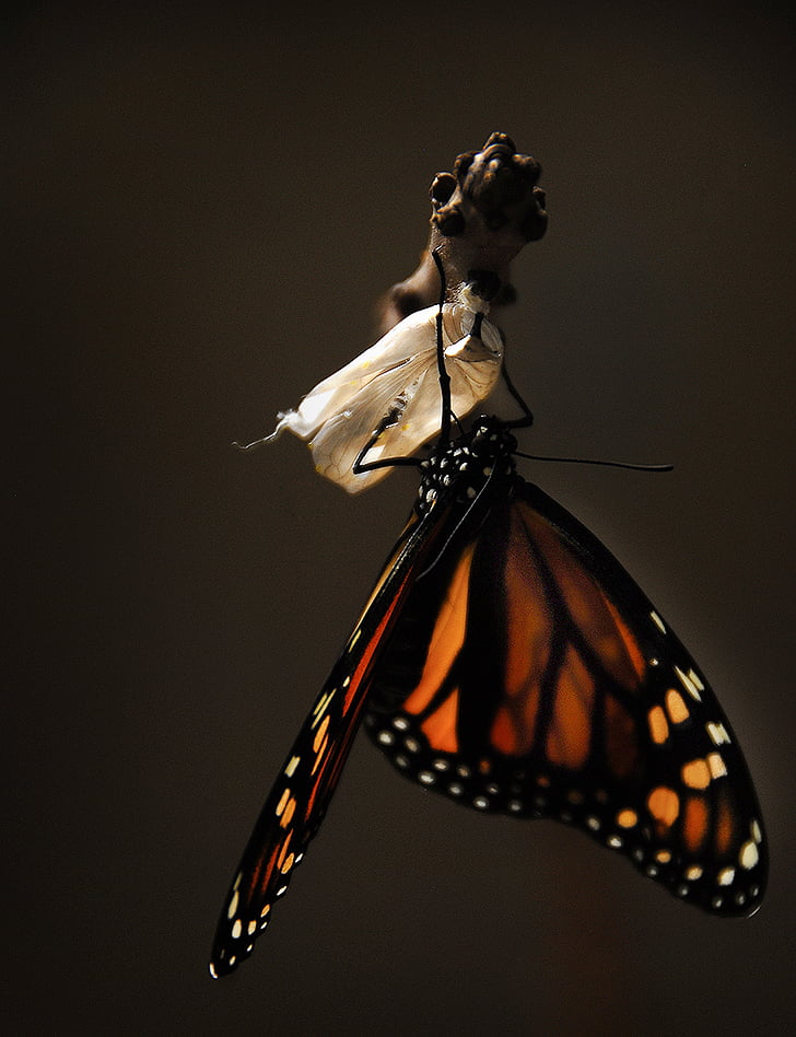 Motyl, Monarcha, Monarch butterfly, owad, Natura, skrzydła, pomarańczowy