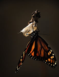 borboleta, monarca, borboleta-monarca, inseto, natureza, asas, laranja