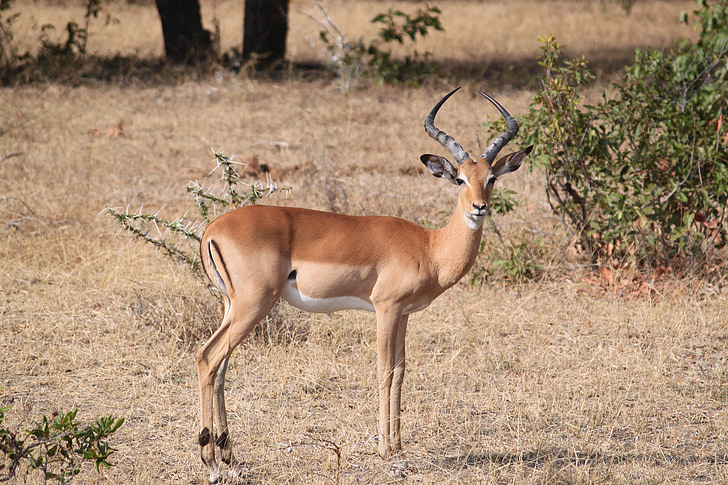 gacela, África, Safari, Serengeti, animal, Impala, flora y fauna