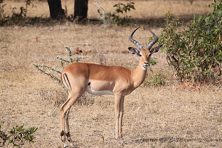 gazelle, africa, safari, serengeti, animal, impala, wildlife