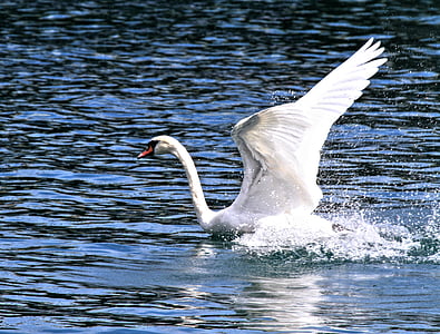 Swan, fågel, djur, vatten, sjön, vit, Vacker