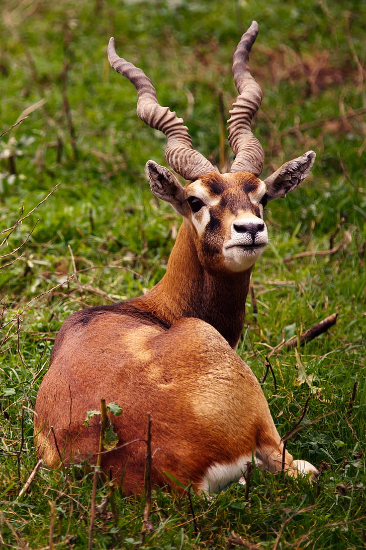 dyr, antilope, brun, Buck, herbivore, horn, horn