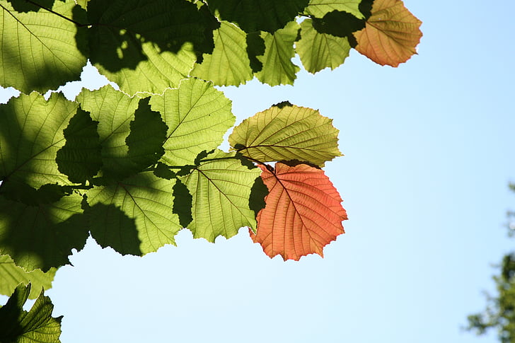 листа, Есен, впечатление, природата, сезон, растителна, дърво