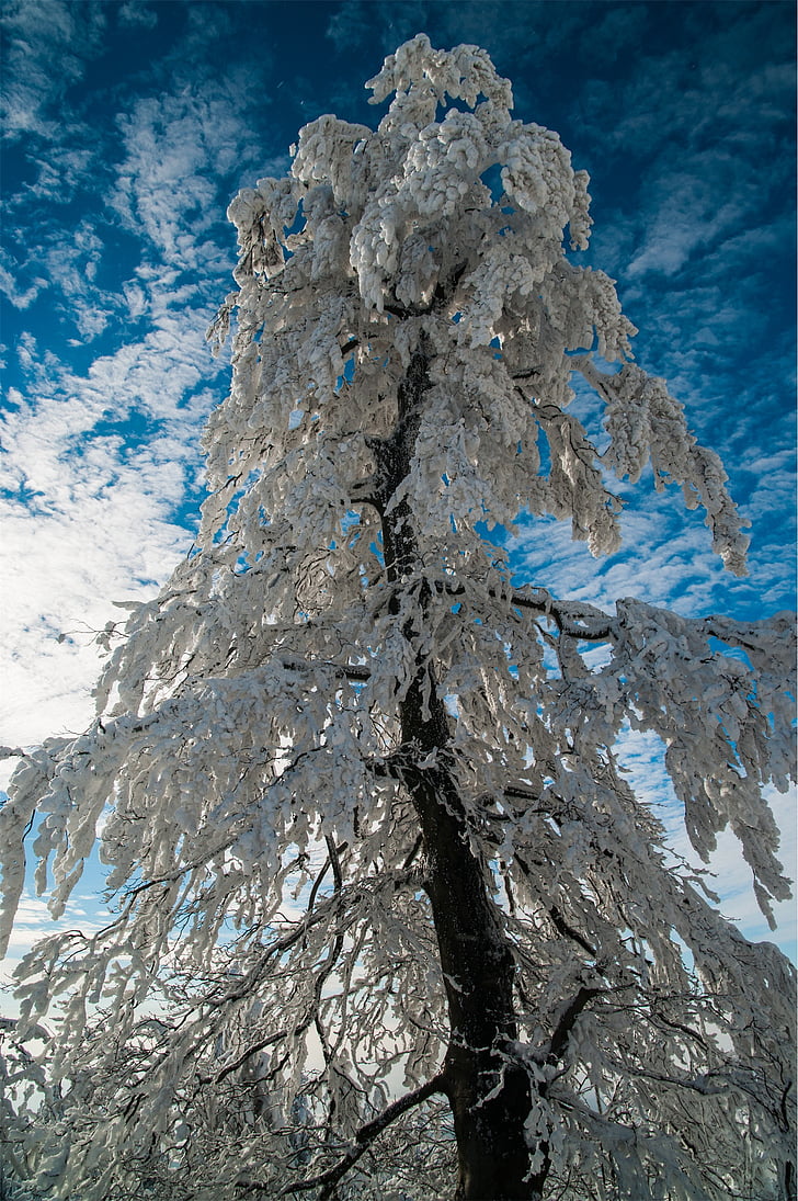 χαμηλή, γωνία, φωτογραφία, χιόνι, που καλύπτονται, πεύκο, δέντρο