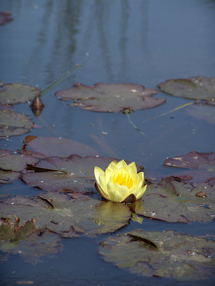 water lily, yellow flower, nuphar, pond, lake rose, biotope, aquatic plants