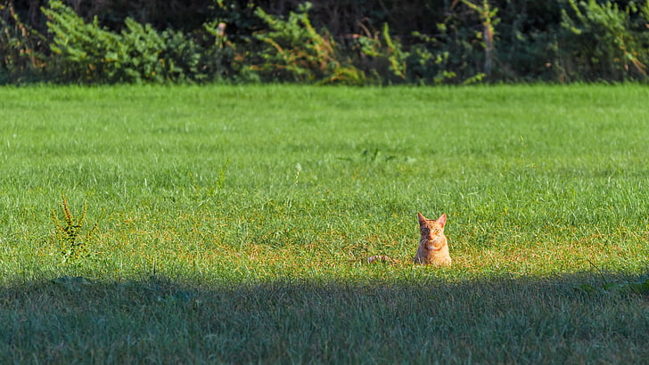kucing, sinar matahari, tertangkap, pemandangan, potret, anak kucing, padang rumput